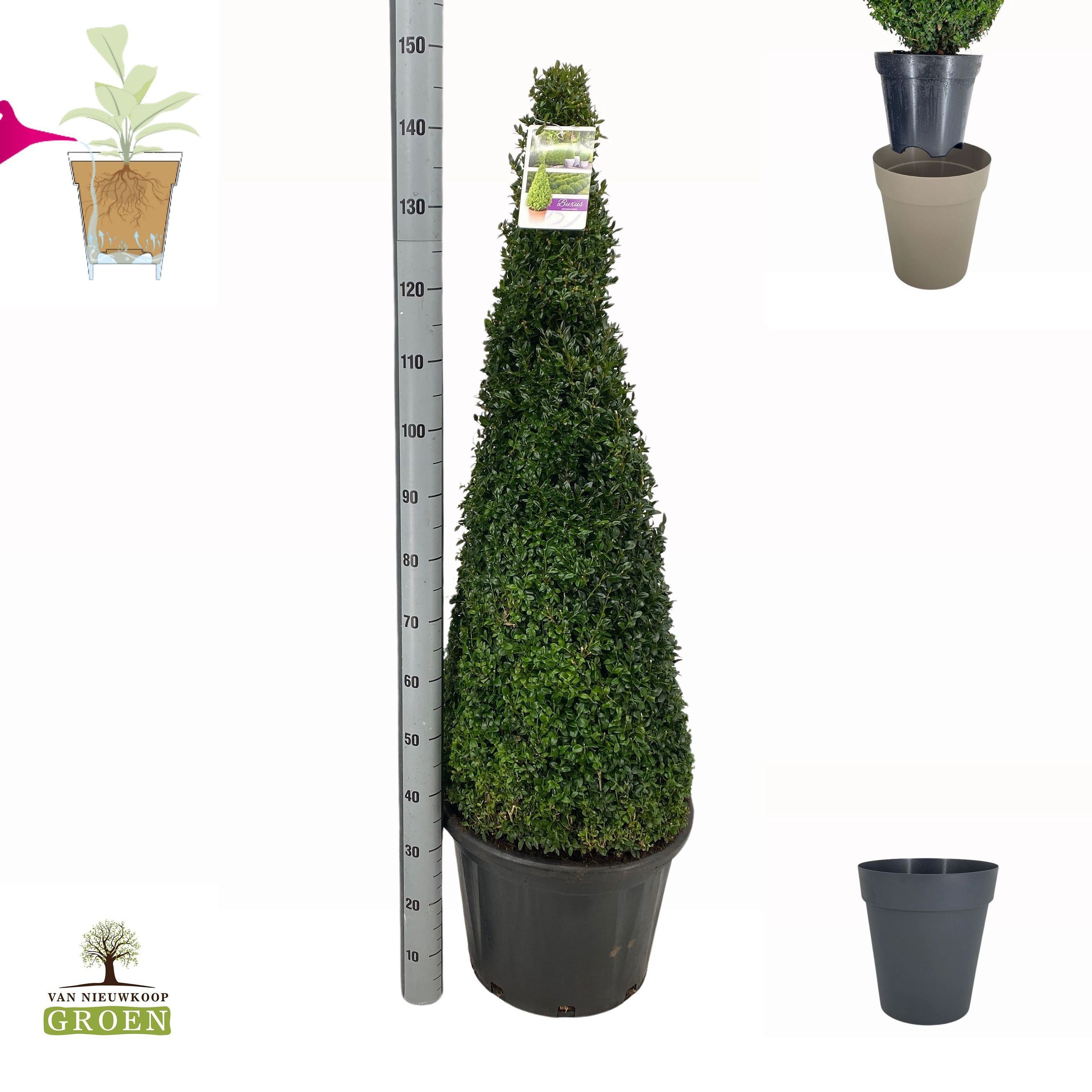 Buxus Sempervirens Piramide 120-130