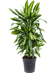 Colorful Corn Plant Dracaena fragrans 'Cintho' Indoor House Plants