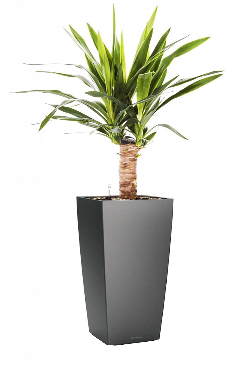Yucca in LECHUZA CUBICO Self-watering Planter, Total Height 70 cm