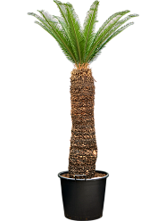 Sago Palm Cycas revoluta
