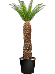 Sago Palm Cycas revoluta