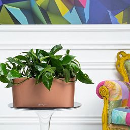 Golden Philodendron in LECHUZA DELTA Self-watering Planter, Total Height 40 cm