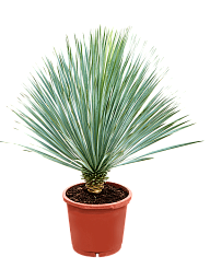 Photogenic Beaked Blue Yucca rostrata (170-200) Indoor House Plants