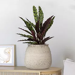 Mediterranean Ficonstone Planter | Indoor and Outdoor Plant Pot Hestia Vase