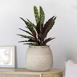 Mediterranean Ficonstone Planter | Indoor and Outdoor Plant Pot Hestia Vase