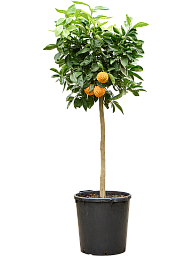 Citrus aurantium 'Corrugato'