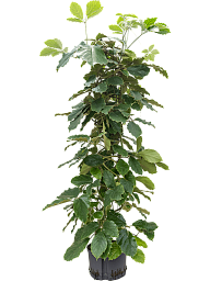 Lush Chestnut Vine Tetrastigma voinierianum Indoor House Plants