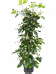 Lush Chestnut Vine Tetrastigma voinierianum Indoor House Plants