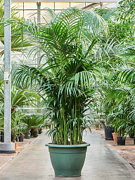 Lush Sentry Palm Kentia (Howea) forsteriana Indoor House Plants