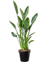 Tropical Bird of Paradise White Strelitzia Reginae Indoor House Plants
