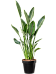 Tropical Bird of Paradise White Strelitzia reginae Indoor House Plants