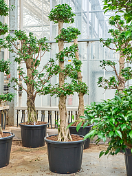 Lush Curtain Fig Ficus microcarpa 'Compacta' Tall Indoor House Plants Trees