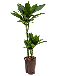 Easy-Care Corn Plant Dracaena fragrans 'Janet Lind' Tall Indoor House Plants Trees