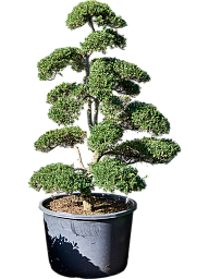 Cute Japanese Holly Ilex crenata 'Kinme' Outdoor Plants