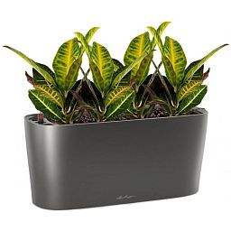Codiaeum Sunny in LECHUZA DELTA Self-watering Planter, Total Height 55 cm