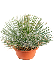 Easy-Care Twin Flowered Century Plant Agave geminiflora Indoor House Plants