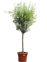 Showy Olive Olea europaea