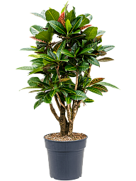 Colorful Croton (Codiaeum) variegatum 'Petra' Indoor House Plants