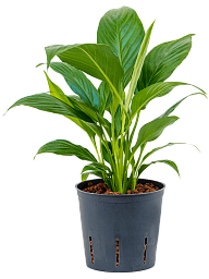 Photogenic Peace Lily Spathiphyllum 'Mont Blanc' Indoor House Plants
