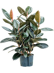 Lush Rubber Plant Ficus elastica 'Abidjan' Indoor House Plants