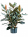 Lush Rubber Plant Ficus elastica 'Abidjan' Indoor House Plants