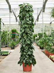 Lush Heart-Leaf Philodendron scandens Indoor House Plants