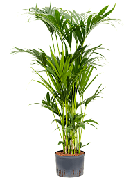 Lush Sentry Palm Kentia (Howea) forsteriana Indoor House Plants