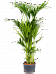 Lush Sentry Palm Kentia (Howea) forsteriana Indoor House Plants