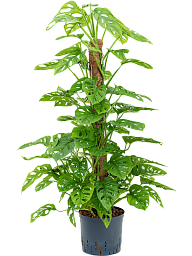 Shade-loving Swiss Cheese Plant Monstera obliqua (60-120) Indoor House Plants