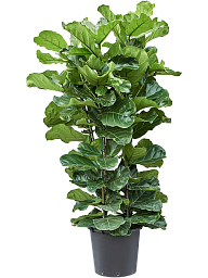 Lush Fiddle Leaf Fig Ficus lyrata Indoor House Plants