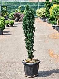 Photogenic English Yew Taxus baccata 'Fastigiata Robusta' Outdoor Plants