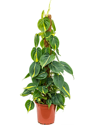 Lush Heart-Leaf Philodendron scandens 'Brasil' Indoor House Plants