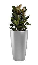 Ficus Elastica Robusta in LECHUZA RONDO Self-watering Planter, Total Height 160 cm