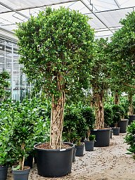 Lush Weeping Fig Ficus microcarpa ‘Nitida’ Tall Indoor House Plants Trees