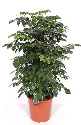 Lush China Doll Plant Radermachera sinica Indoor House Plants
