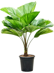Lush Ruffled Fan Palm Licuala grandis Tall Indoor House Plants Trees