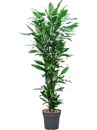Vibrant Corn Plant Dracaena fragrans 'Burundii' Tall Indoor House Plants Trees