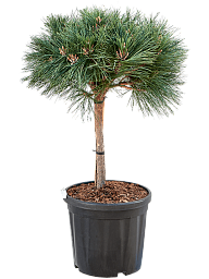 Pinus nigra 'Brepo'