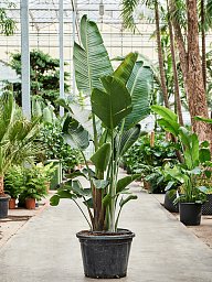 Tropical Bird of Paradise Strelitzia nicolai Indoor House Plants