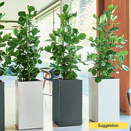 Lush Autograph Tree Clusia rosea Indoor House Plants