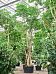 Cheerful Umbrella Tree Schefflera actinophylla 'Amate' Indoor House Plants