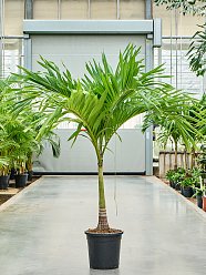 Lush Manila Palm Veitchia (Adonidia) merrillii (575-650) Indoor House Plants