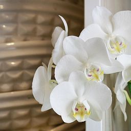 Blooming Phalaenopsis Orchid in LECHUZA-PURO Self-watering Planter, Total Height 60 cm