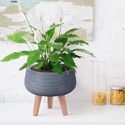 IDEALIST Lite Plaited Style Bowl Planter on Legs, Round Pot Plant Stand Indoor IDEALIST Lite Plaited Style Bowl Planter on Legs, Round Pot Plant Stand Indoor