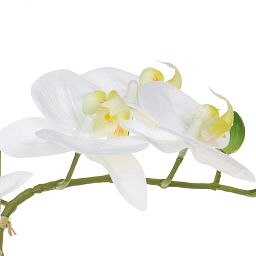 AN-Phalaenopsis Real Touch in Pot Artificial Flower Plant
