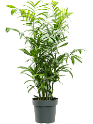 Shade-loving Parlour Palm Chamaedorea seifrizii Indoor House Plants