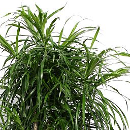 Graceful Pleomele (Dracaena) 'Anita' Tall Indoor House Plants Trees
