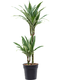 Insta-friendly Dracaena deremensis 'Warneckei' Tall Indoor House Plants Trees