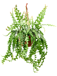 Cheerful Fishbone Cactus Epiphyllum anguliger Indoor House Plants