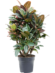 Colorful Croton (Codiaeum) variegatum 'Petra' Indoor House Plants